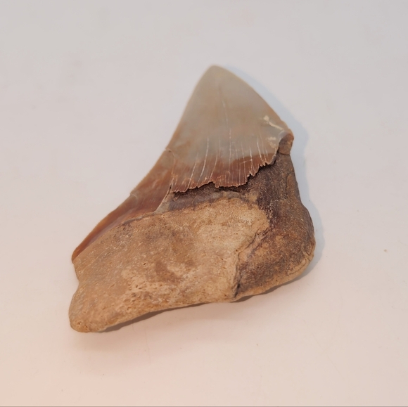 Real Otodus Megalodon Fossilized Shark Tooth 3.25 - Picture 9 of 11